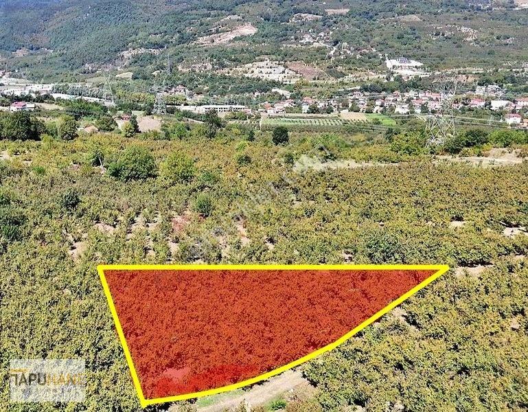 Tapuhane'Den Akyazıda 3.445M2 Satılık Fındıklık