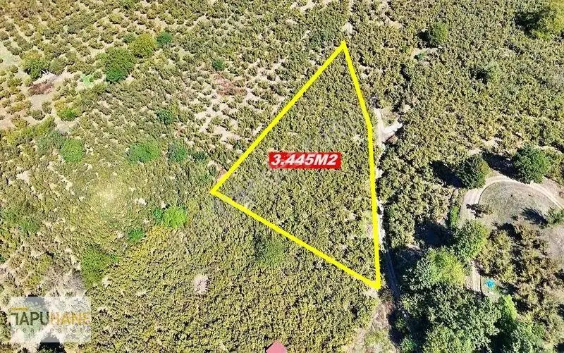 Tapuhane'den Akyazıda 3.445m2 Satılık Fındıklık — fotoğraf 2