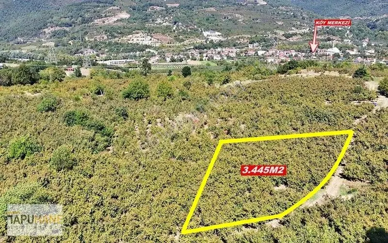 Tapuhane'den Akyazıda 3.445m2 Satılık Fındıklık — fotoğraf 3