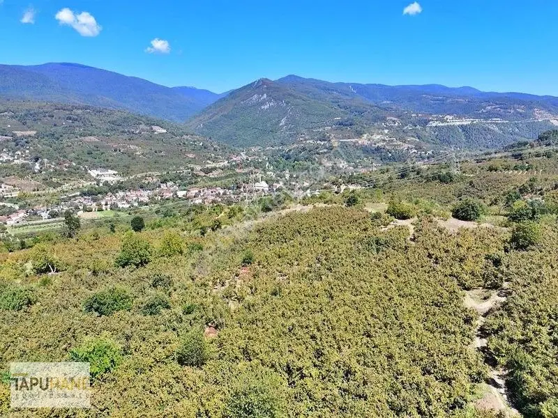 Tapuhane'den Akyazıda 3.445m2 Satılık Fındıklık — fotoğraf 5