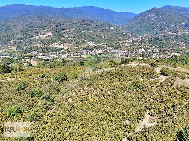 Tapuhane'den Akyazıda 3.445m2 Satılık Fındıklık — fotoğraf 7
