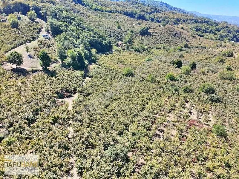 Tapuhane'den Akyazıda 3.445m2 Satılık Fındıklık — fotoğraf 8