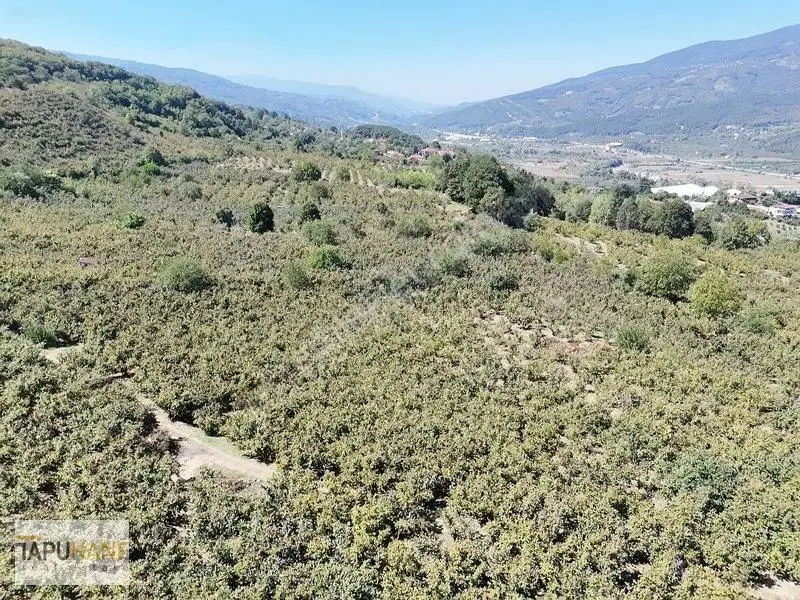 Tapuhane'den Akyazıda 3.445m2 Satılık Fındıklık — fotoğraf 9