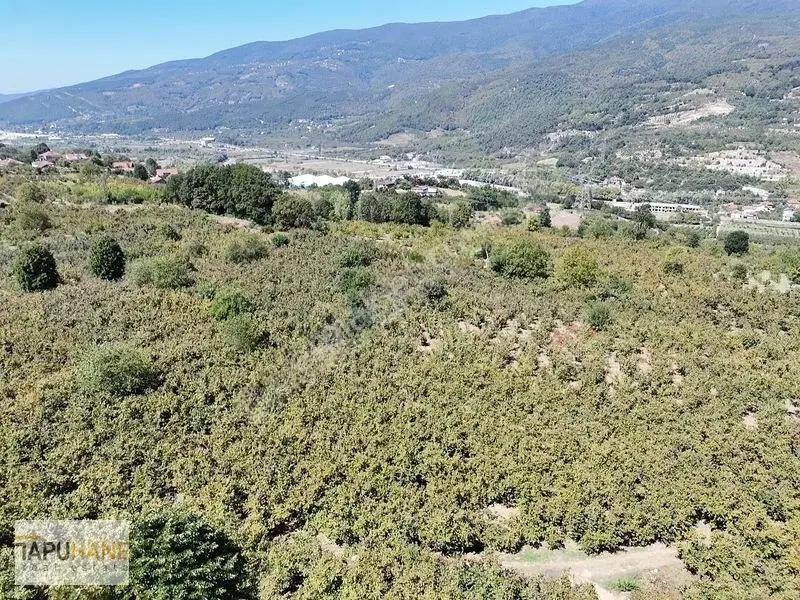 Tapuhane'den Akyazıda 3.445m2 Satılık Fındıklık — fotoğraf 10