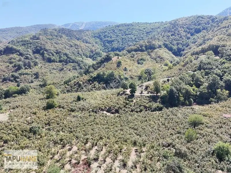 Tapuhane'den Akyazıda 3.445m2 Satılık Fındıklık — fotoğraf 11