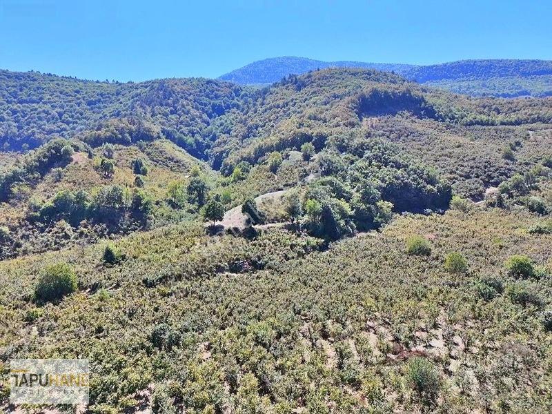 Tapuhane'den Akyazıda 3.445m2 Satılık Fındıklık — fotoğraf 12