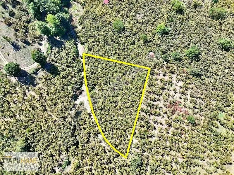 Tapuhane'den Akyazıda 3.445m2 Satılık Fındıklık — fotoğraf 13