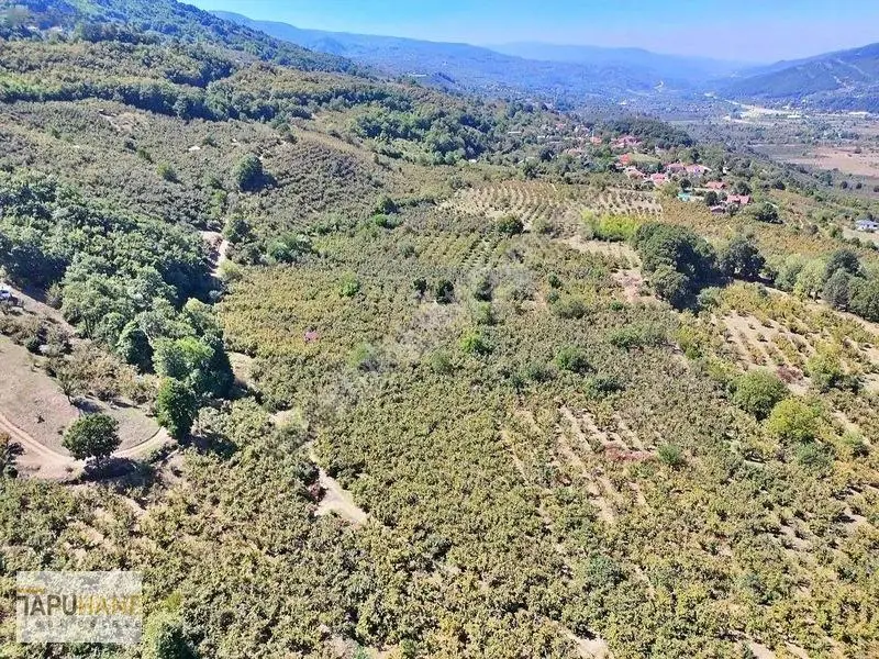 Tapuhane'den Akyazıda 3.445m2 Satılık Fındıklık — fotoğraf 14