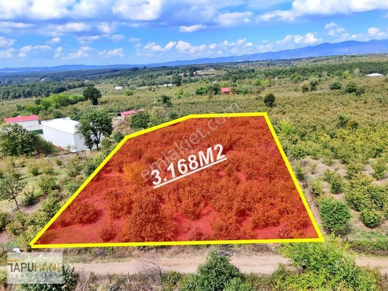 Sakarya Hendek Çamlıcada Satılık 3.168m2 Fındıklık