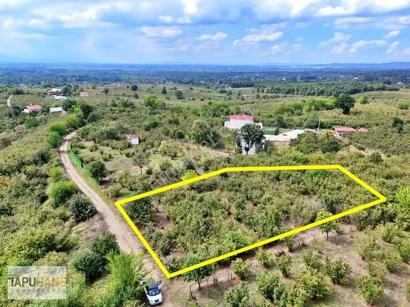 Sakarya Hendek Çamlıcada Satılık 3.168m2 Fındıklık — fotoğraf 2