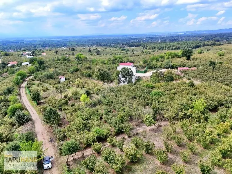Sakarya Hendek Çamlıcada Satılık 3.168m2 Fındıklık — fotoğraf 3