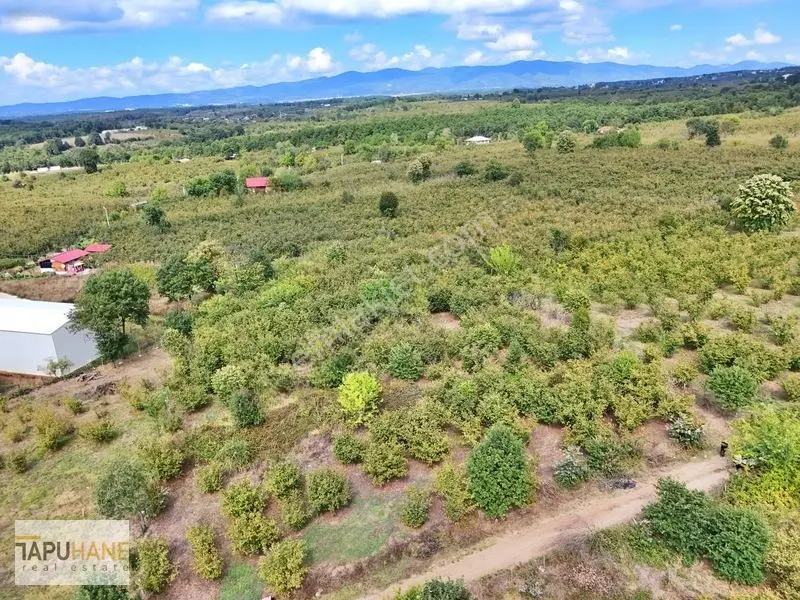 Sakarya Hendek Çamlıcada Satılık 3.168m2 Fındıklık — fotoğraf 4