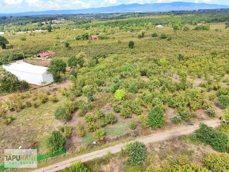 Sakarya Hendek Çamlıcada Satılık 3.168m2 Fındıklık — fotoğraf 5