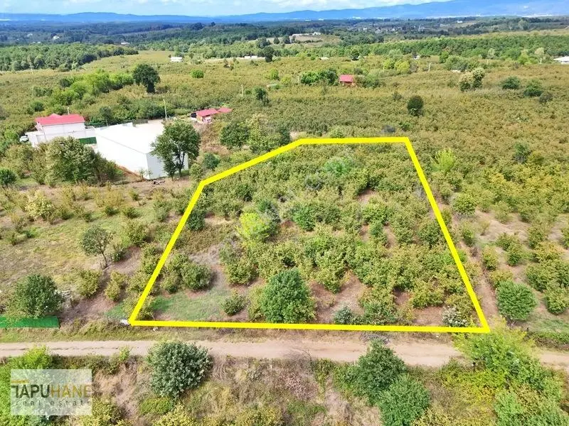 Sakarya Hendek Çamlıcada Satılık 3.168m2 Fındıklık — fotoğraf 6