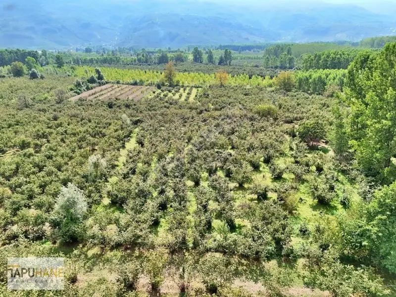 Sakarya/hendek Çamlıca'da Satılık 4.878m2 Fındıklık — fotoğraf 2