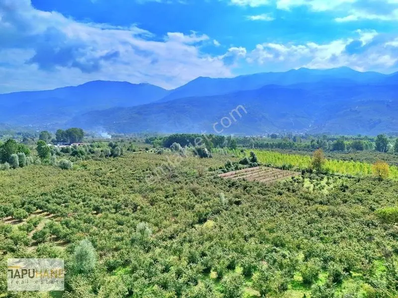 Sakarya/hendek Çamlıca'da Satılık 4.878m2 Fındıklık — fotoğraf 3