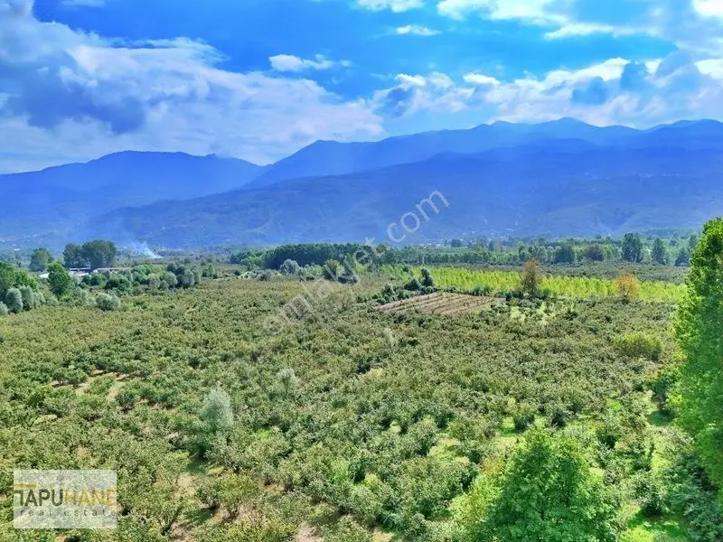 Sakarya/hendek Çamlıca'da Satılık 4.878m2 Fındıklık — fotoğraf 4