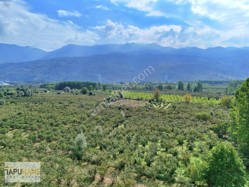 Sakarya/hendek Çamlıca'da Satılık 4.878m2 Fındıklık — fotoğraf 5