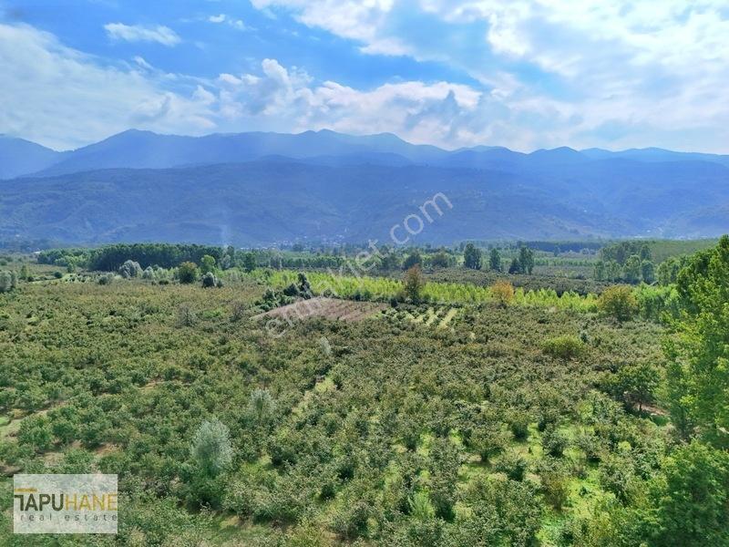 Sakarya/hendek Çamlıca'da Satılık 4.878m2 Fındıklık — fotoğraf 7