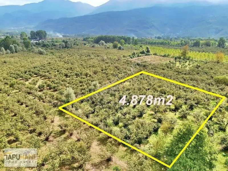 Sakarya/hendek Çamlıca'da Satılık 4.878m2 Fındıklık — fotoğraf 8