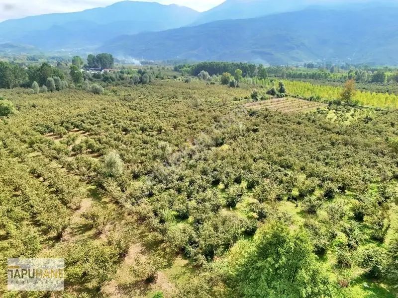 Sakarya/hendek Çamlıca'da Satılık 4.878m2 Fındıklık — fotoğraf 9