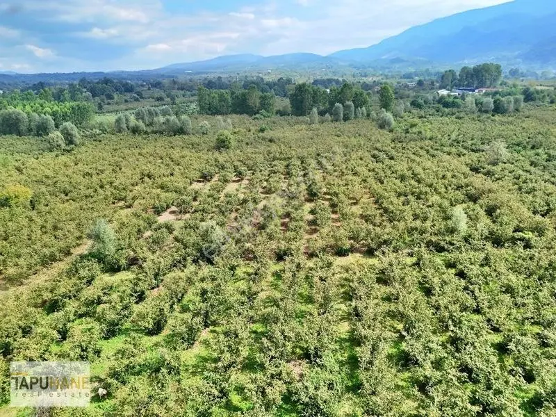 Sakarya/hendek Çamlıca'da Satılık 4.878m2 Fındıklık — fotoğraf 10