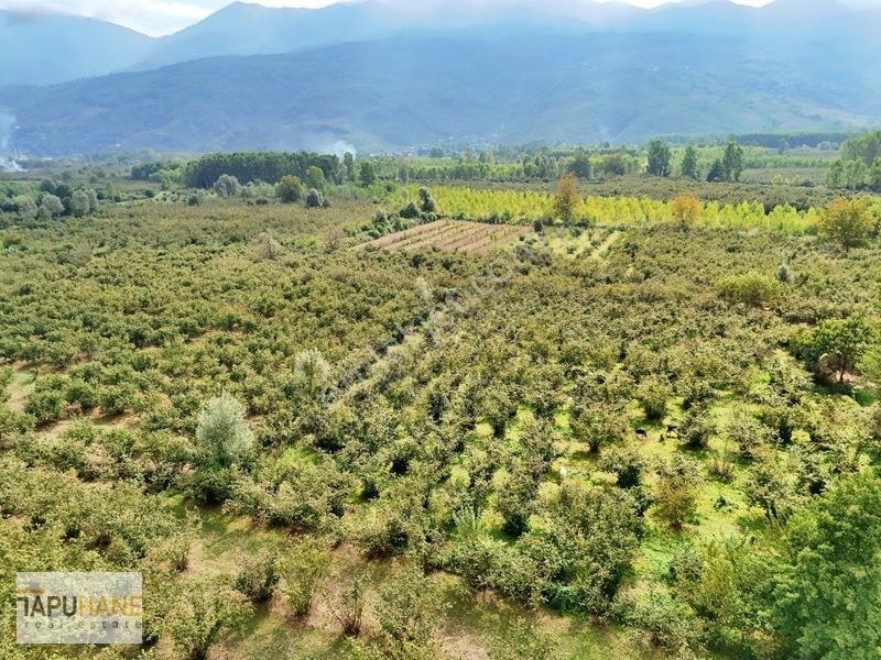 Sakarya/hendek Çamlıca'da Satılık 4.878m2 Fındıklık — fotoğraf 11