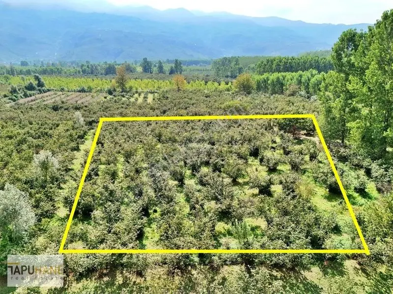 Sakarya/hendek Çamlıca'da Satılık 4.878m2 Fındıklık — fotoğraf 12