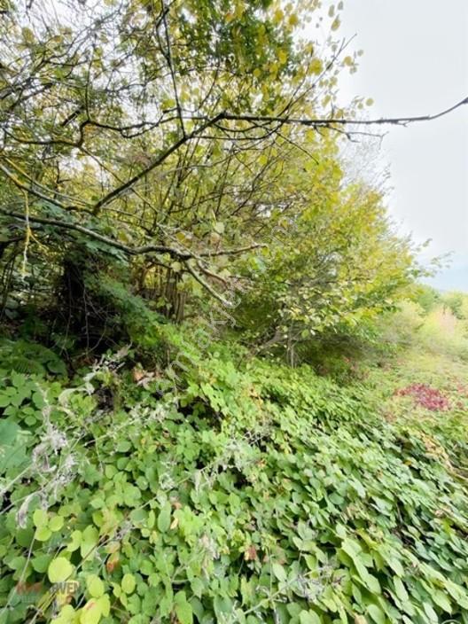 Kw Arven Kocaelinin Gözde Bölgesinde Ana Yol Kenarı Satılık Arsa — fotoğraf 4