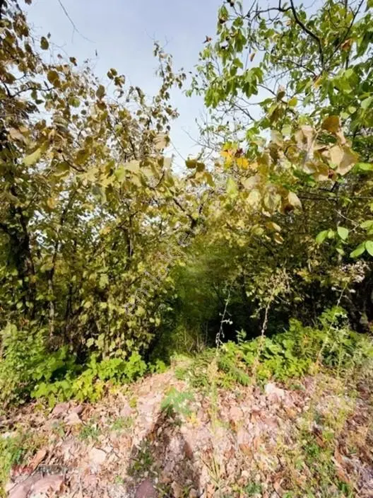 Kw Arven Kocaelinin Gözde Bölgesinde Ana Yol Kenarı Satılık Arsa — fotoğraf 11