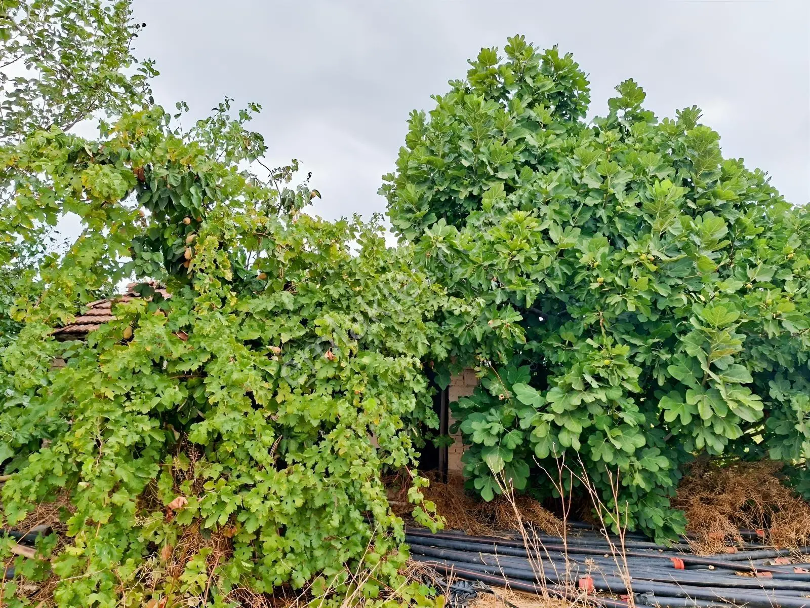Akhisar Bekirler Mah.9490 M2 Satılık Tarla — fotoğraf 13