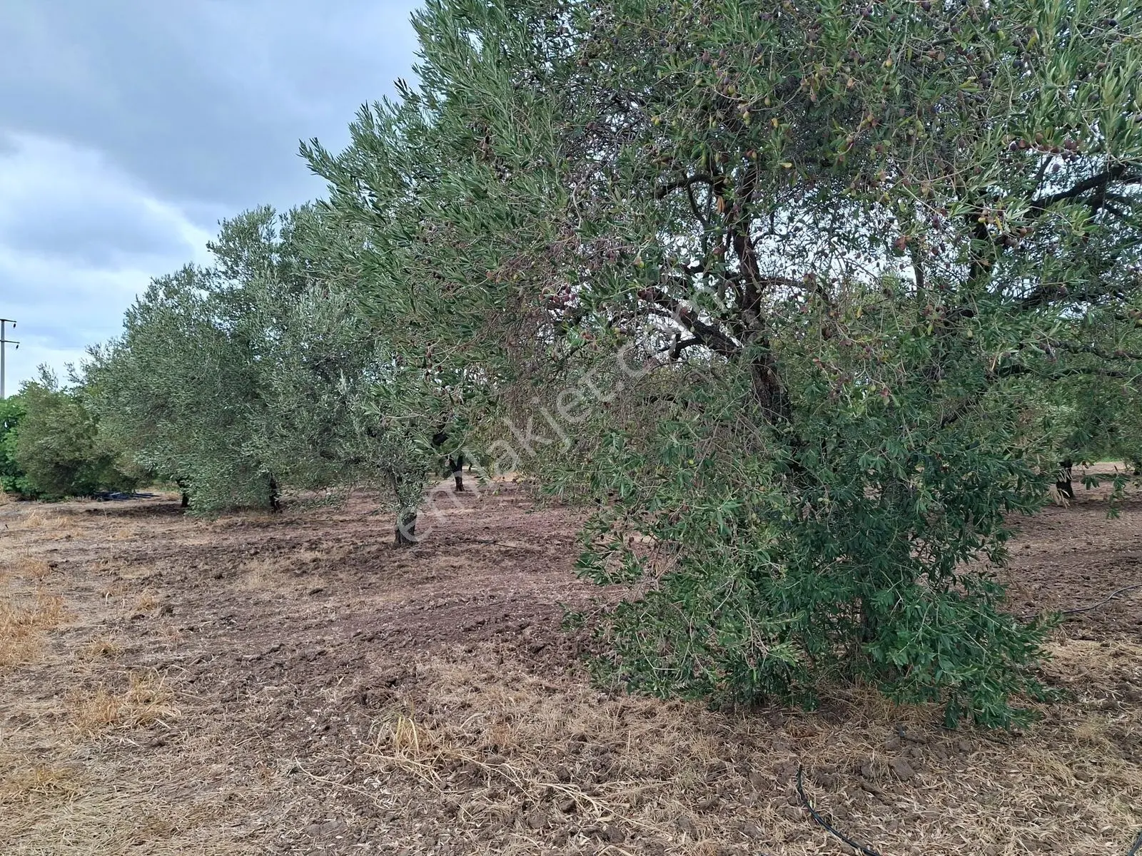 Akhisar Bekirler Mah.9490 M2 Satılık Tarla — fotoğraf 17