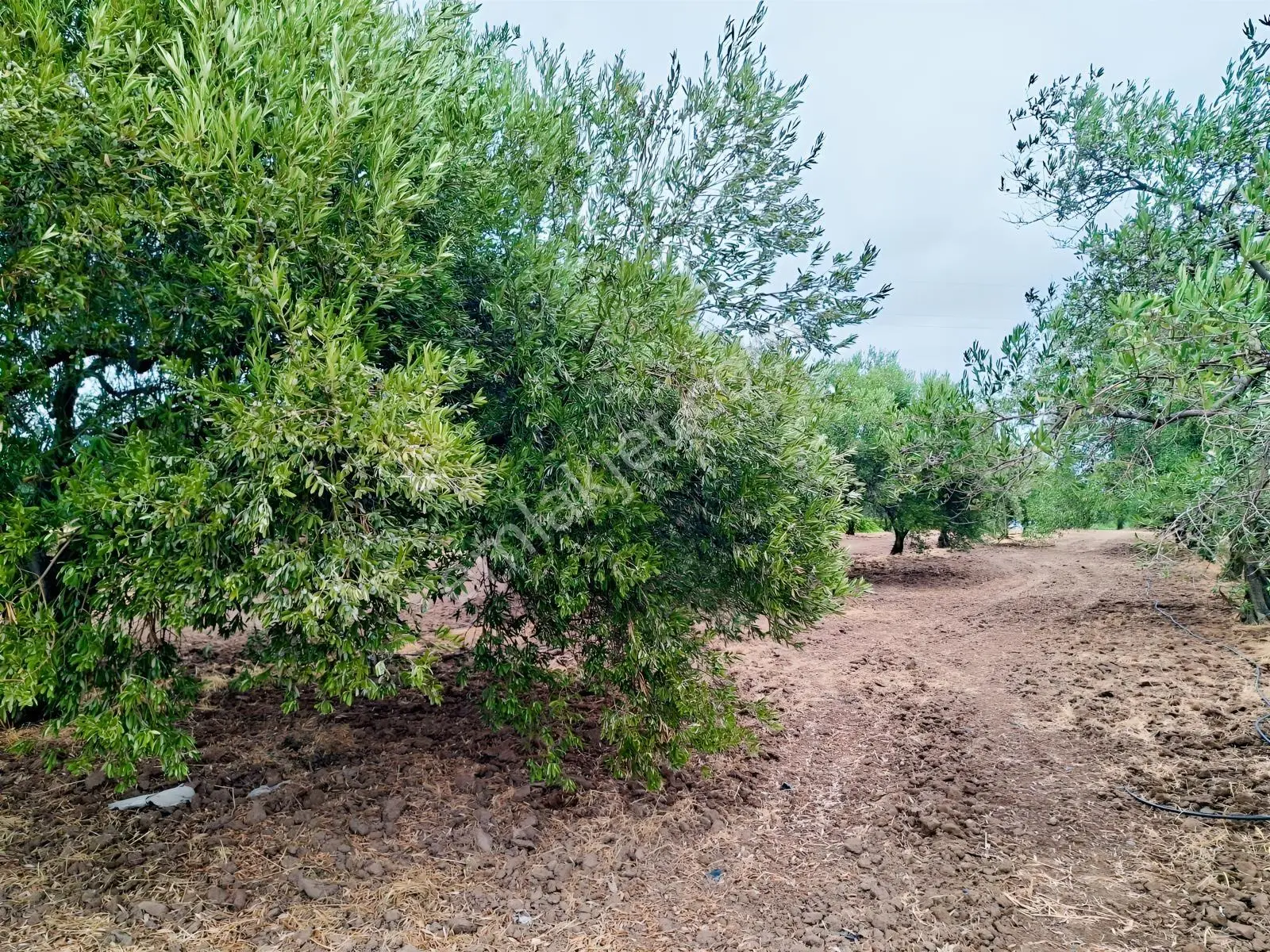 Akhisar Bekirler Mah.9490 M2 Satılık Tarla — fotoğraf 19