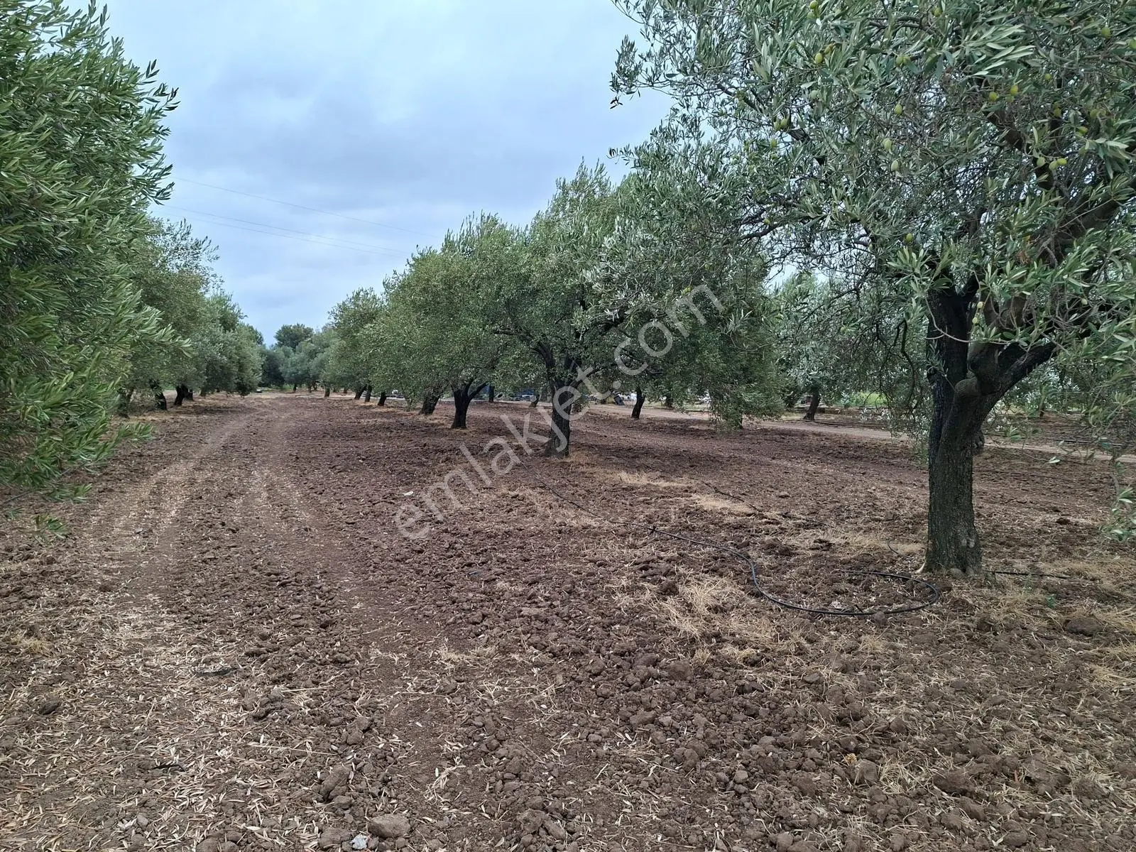 Akhisar Bekirler Mah.9490 M2 Satılık Tarla — fotoğraf 23
