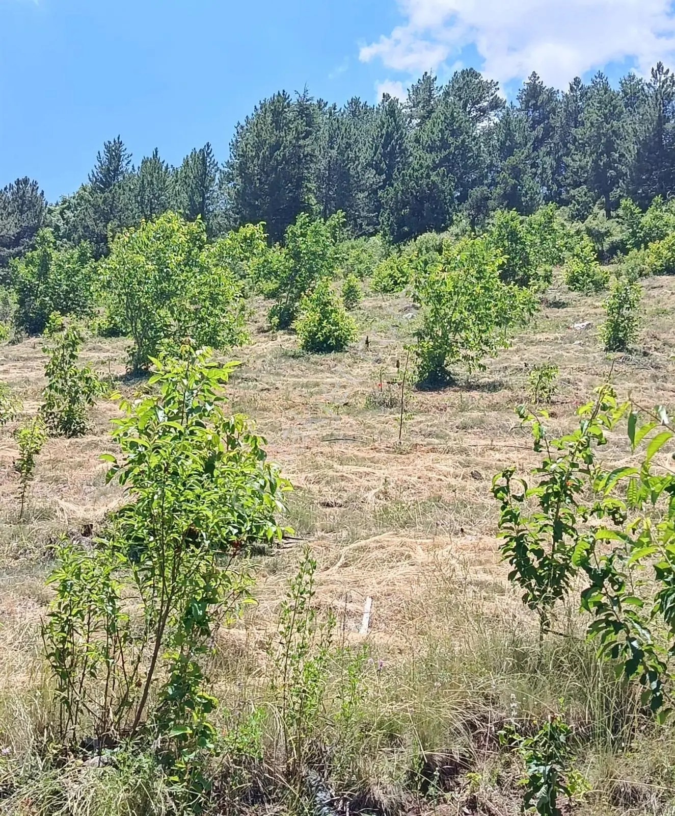 Arslanköy'de 9 Dönüm Satılık Ceviz Bahçesi — fotoğraf 2