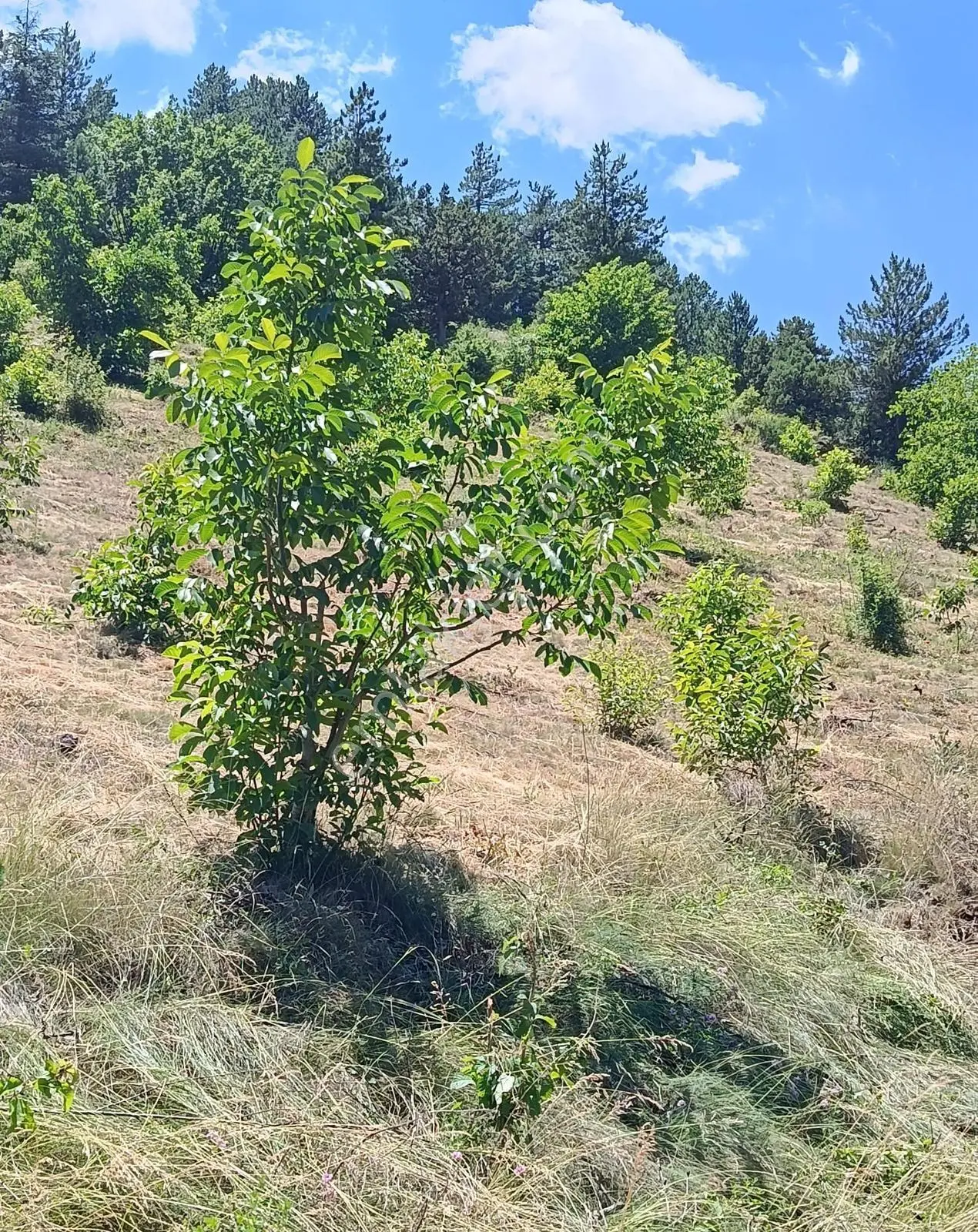 Arslanköy'de 9 Dönüm Satılık Ceviz Bahçesi — fotoğraf 6