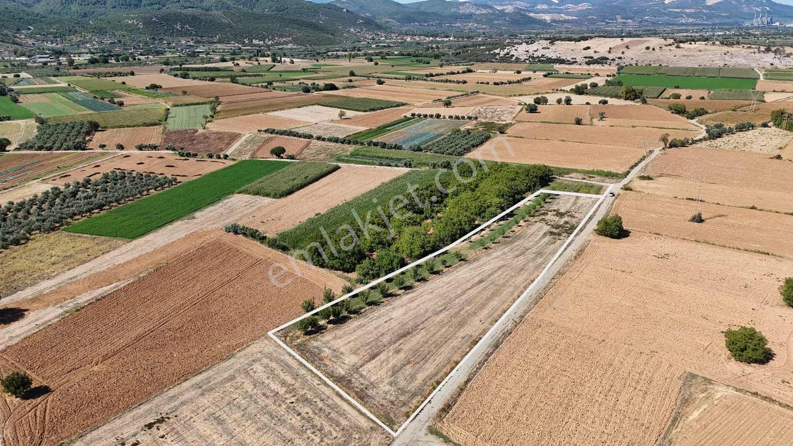 Gökpınarda 7.098 M² Tek Tapu, Sulu Ceviz Bahçesi
