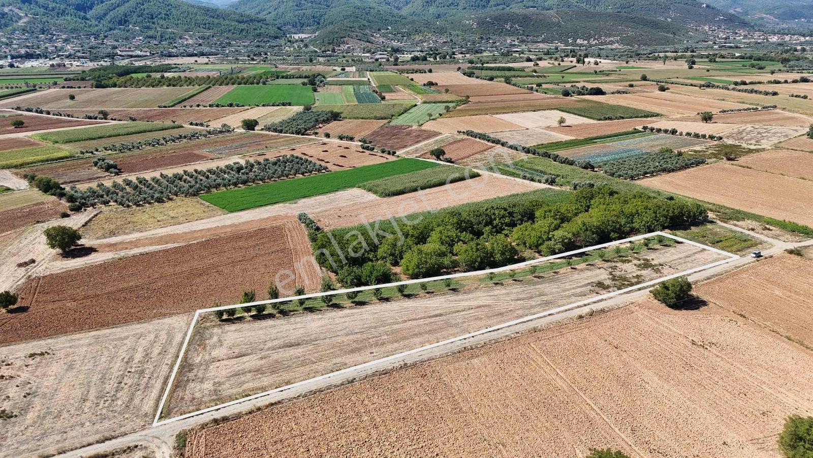 Gökpınarda 7.098 M² Tek Tapu, Sulu Ceviz Bahçesi — fotoğraf 11