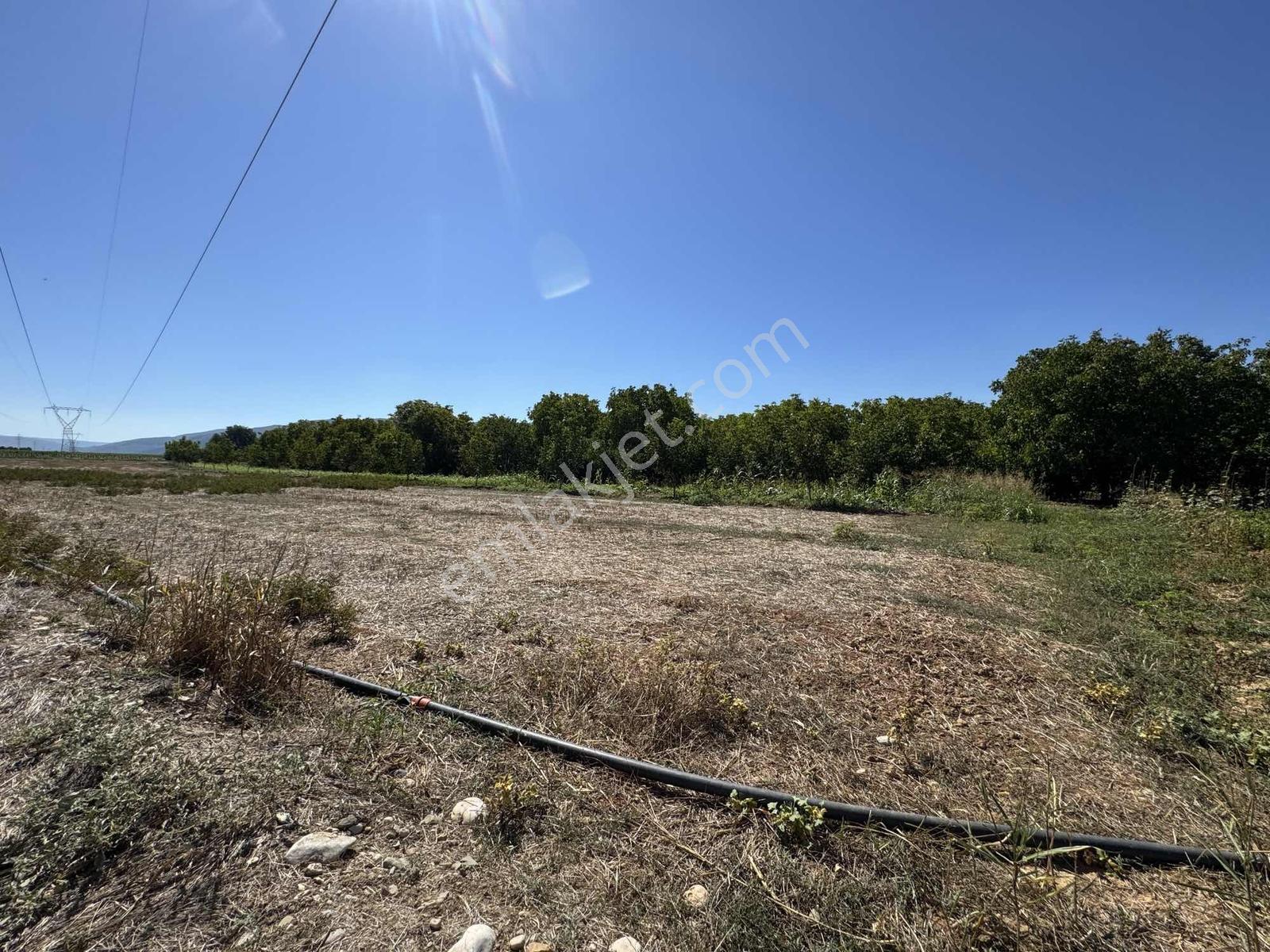 Gökpınarda 7.098 M² Tek Tapu, Sulu Ceviz Bahçesi — fotoğraf 15