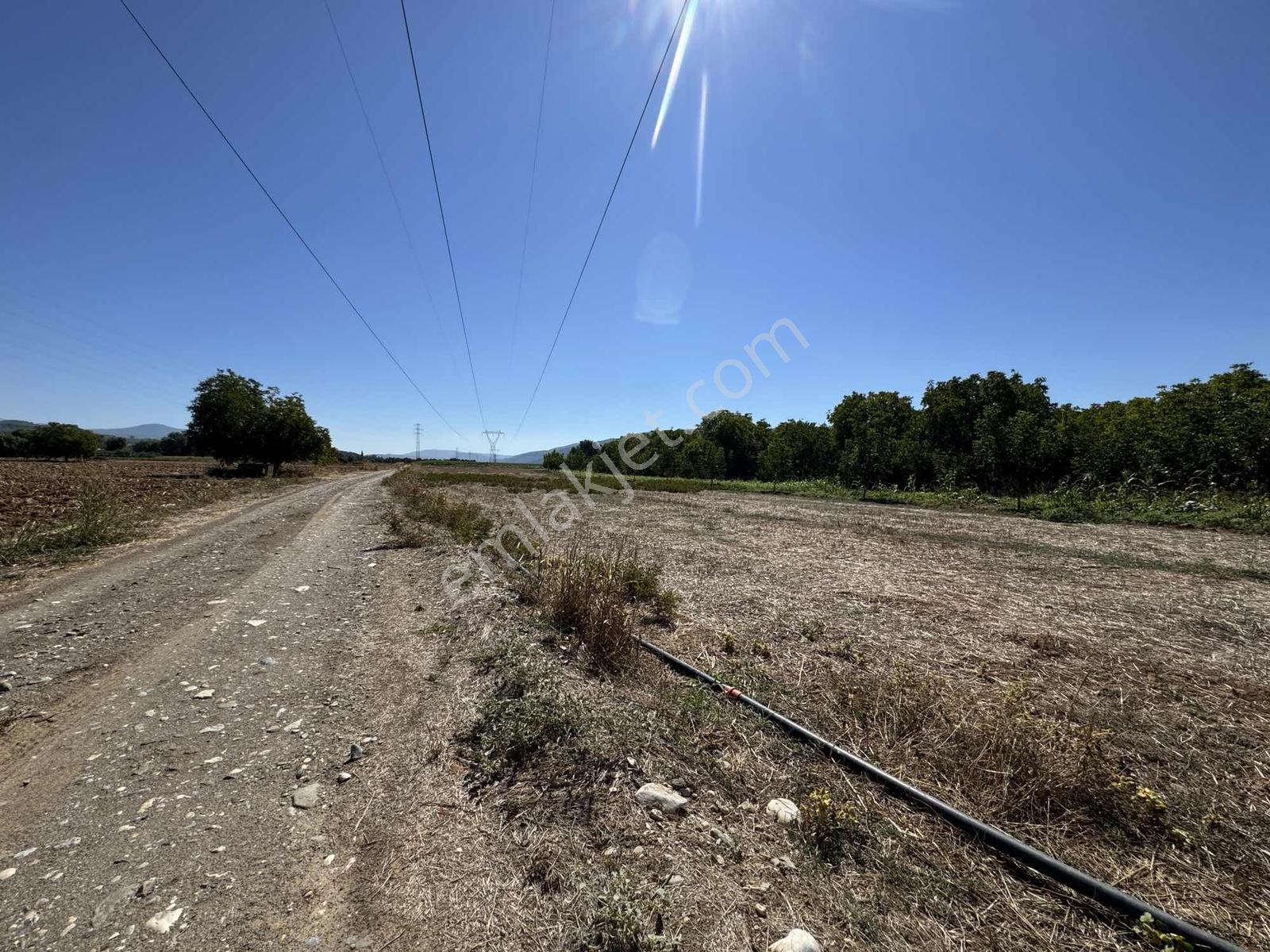 Gökpınarda 7.098 M² Tek Tapu, Sulu Ceviz Bahçesi — fotoğraf 16