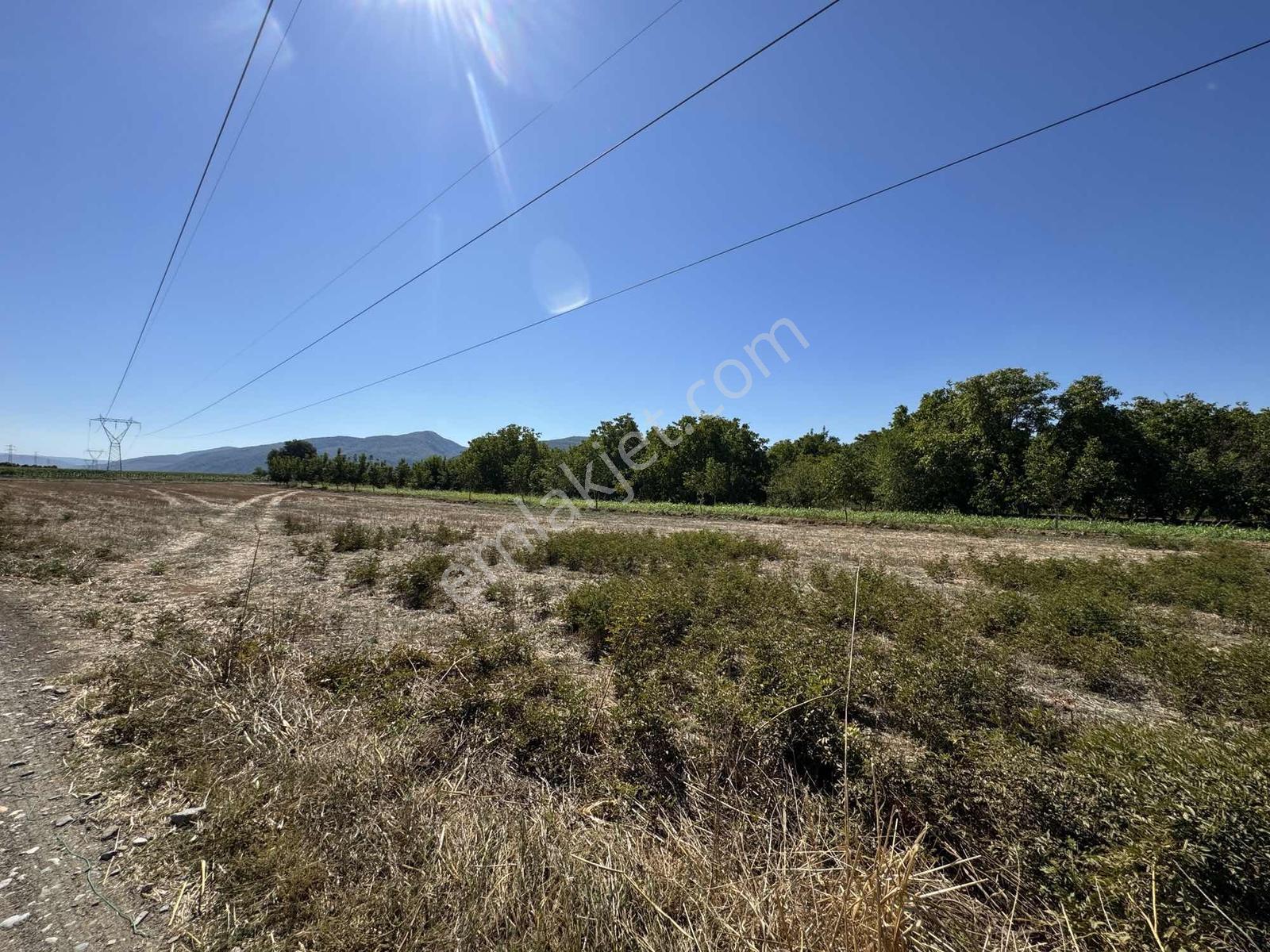 Gökpınarda 7.098 M² Tek Tapu, Sulu Ceviz Bahçesi — fotoğraf 18