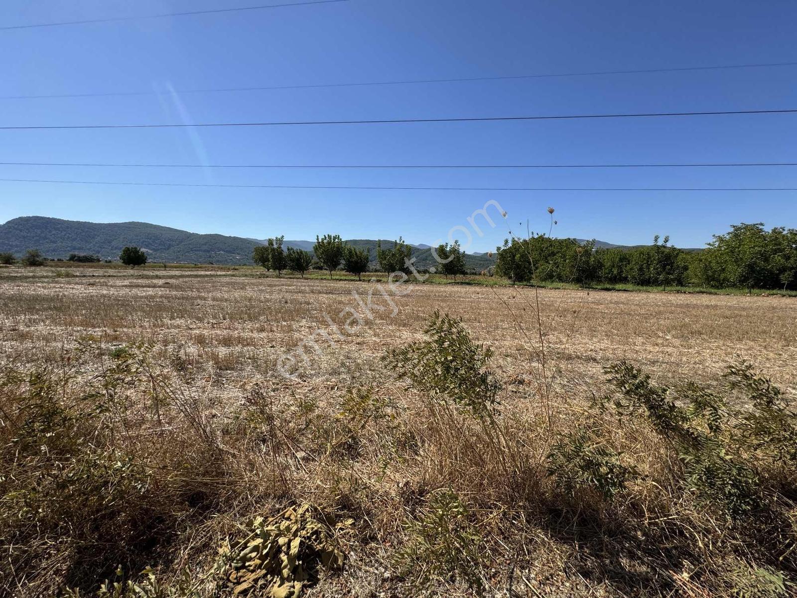 Gökpınarda 7.098 M² Tek Tapu, Sulu Ceviz Bahçesi — fotoğraf 19