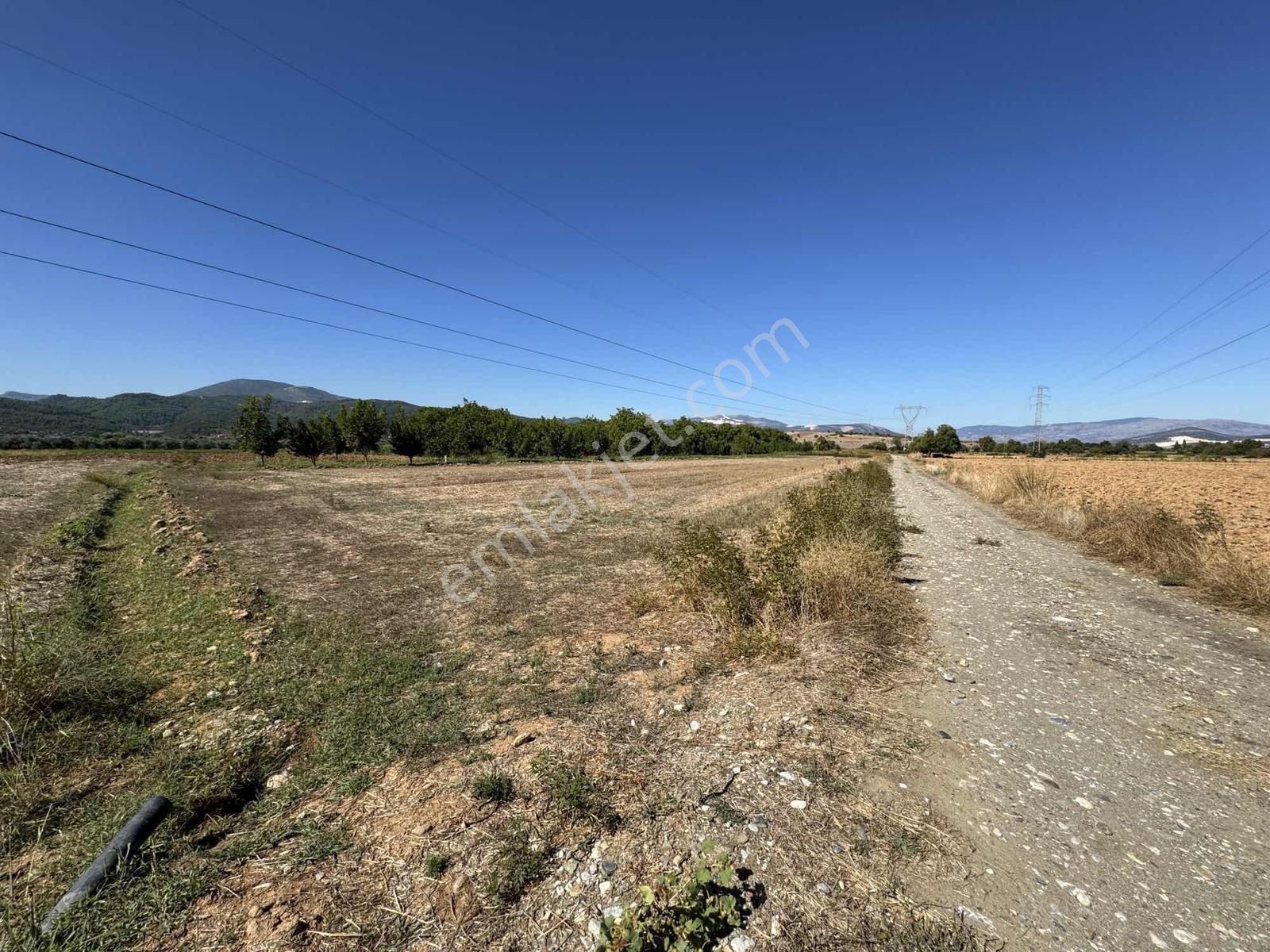 Gökpınarda 7.098 M² Tek Tapu, Sulu Ceviz Bahçesi — fotoğraf 21