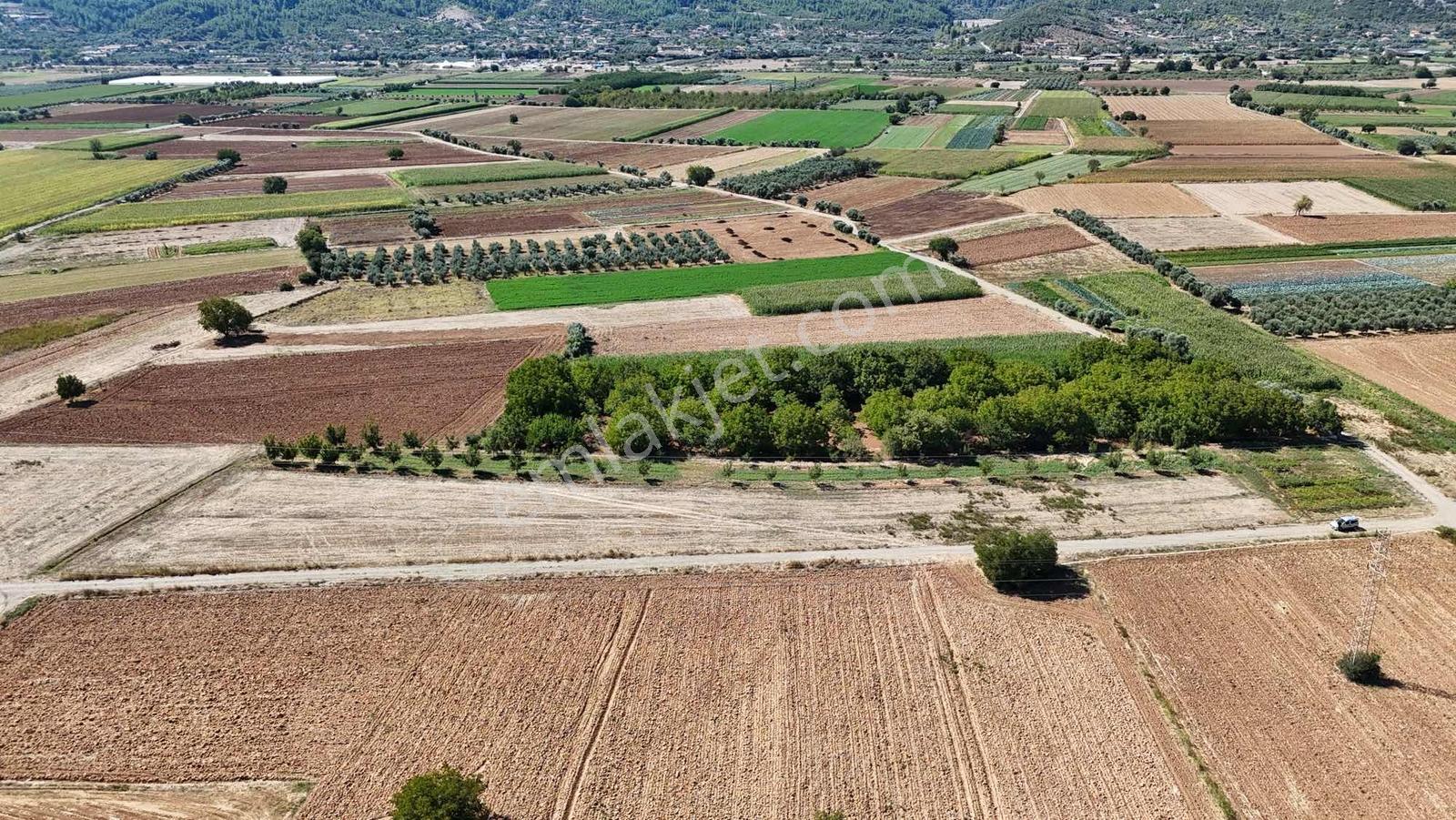 Gökpınarda 7.098 M² Tek Tapu, Sulu Ceviz Bahçesi — fotoğraf 22
