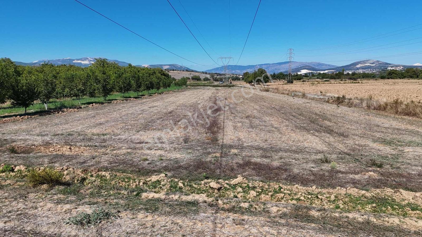 Gökpınarda 7.098 M² Tek Tapu, Sulu Ceviz Bahçesi — fotoğraf 28