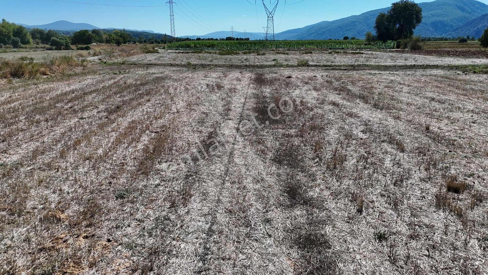 Gökpınarda 7.098 M² Tek Tapu, Sulu Ceviz Bahçesi — fotoğraf 32