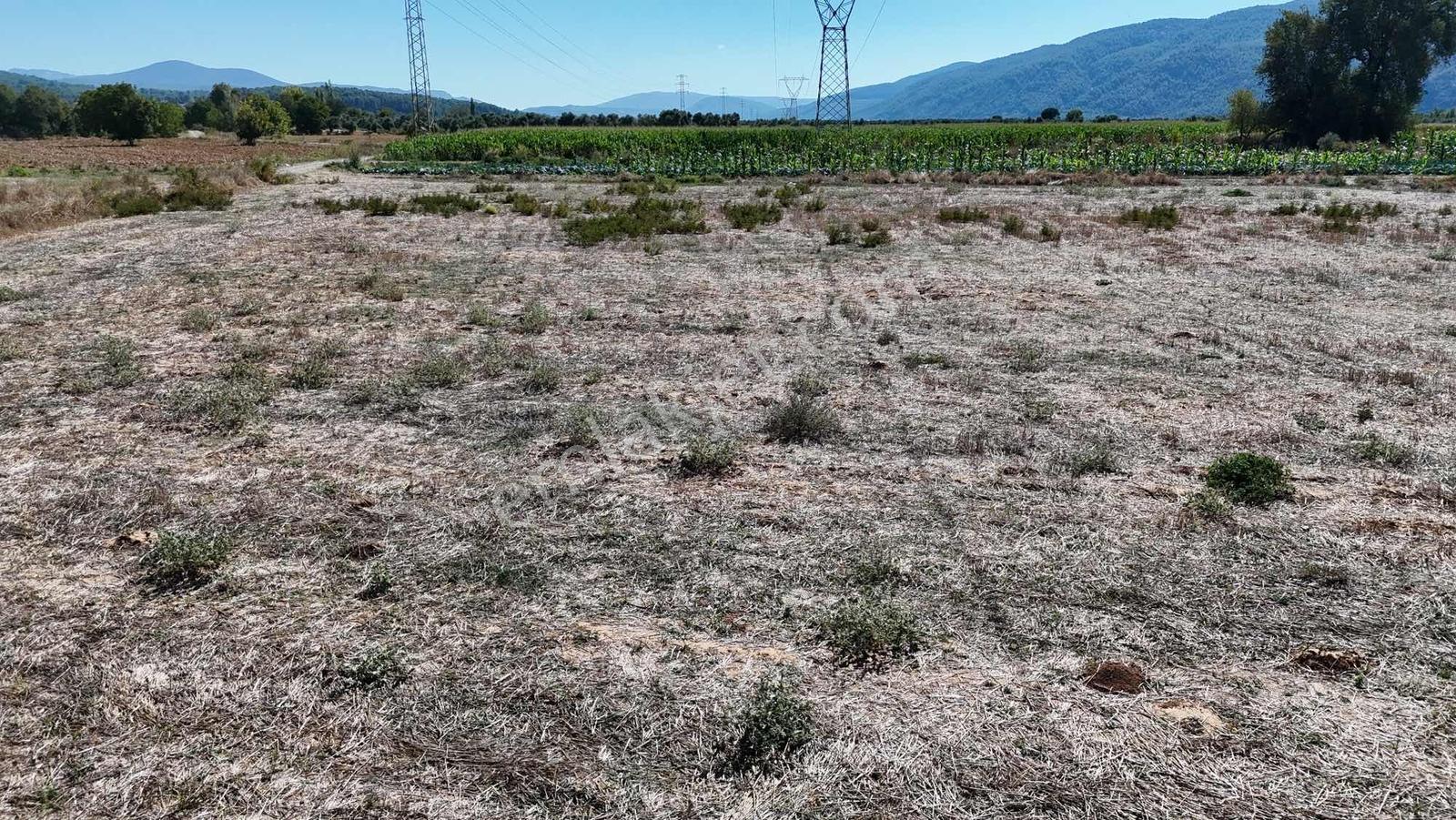 Gökpınarda 7.098 M² Tek Tapu, Sulu Ceviz Bahçesi — fotoğraf 33