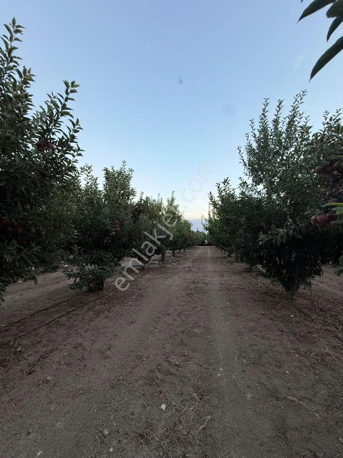 Öz Gaye Emlaktan Develi Gaziköy Mahallesinde Satılık Elmalık — fotoğraf 8