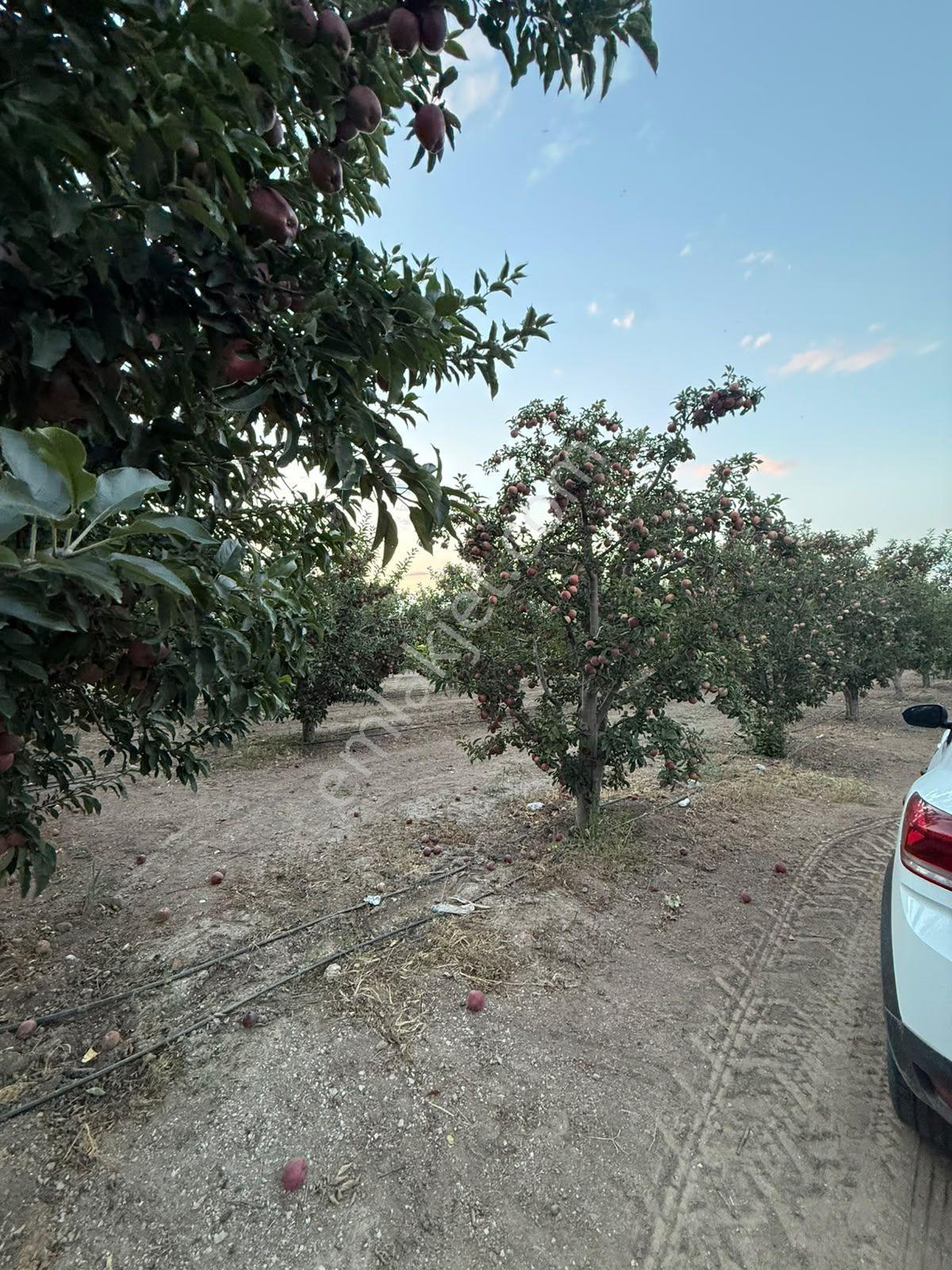 Öz Gaye Emlaktan Develi Gaziköy Mahallesinde Satılık Elmalık — fotoğraf 9