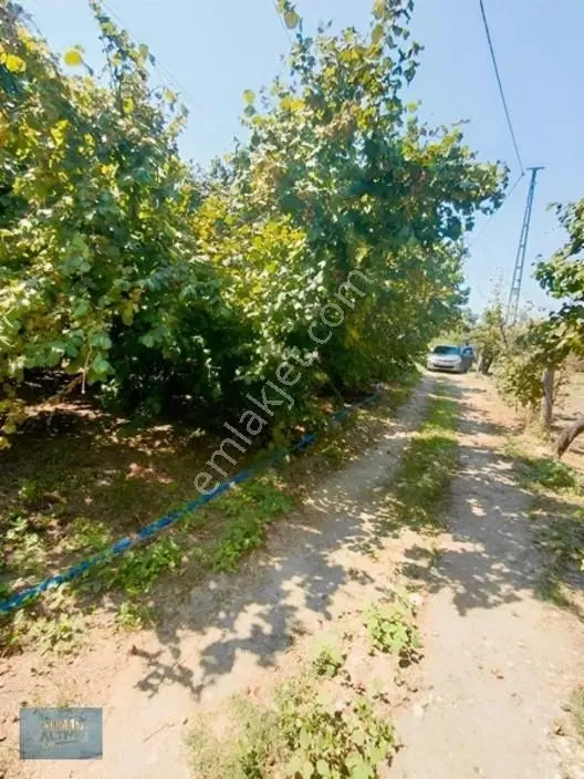 1.150 Mt2 Müstakil Tapu Yol Su Elektrik Önünde — fotoğraf 8